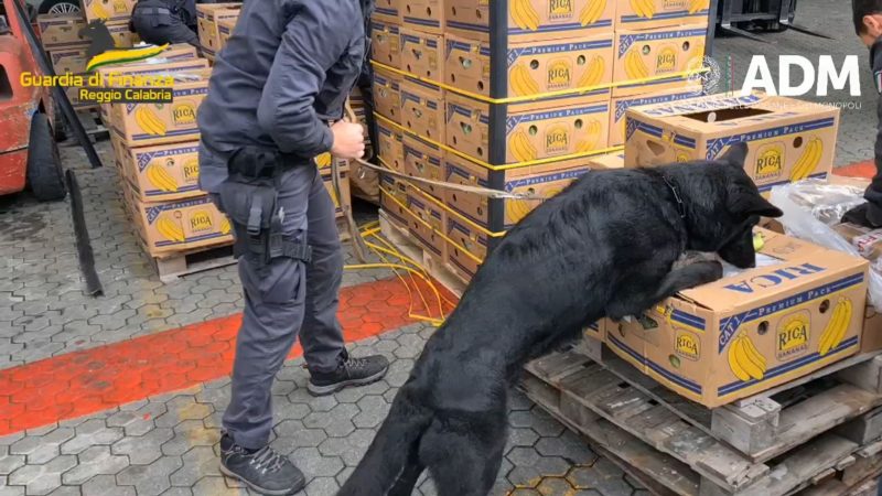 Ein Hund der Polizei erschnüffelt Kokain, das zwischen Bananenkisten versteckt wurde.