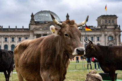 Eine Kuhherde auf der Reichstagswiese