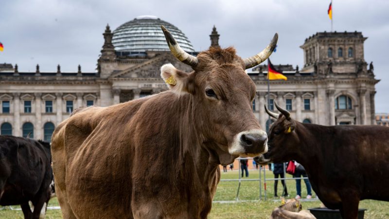 Protest-Aktion vor dem Reichstag. Immer weniger Rinder habe Zugang zu einer Weide.