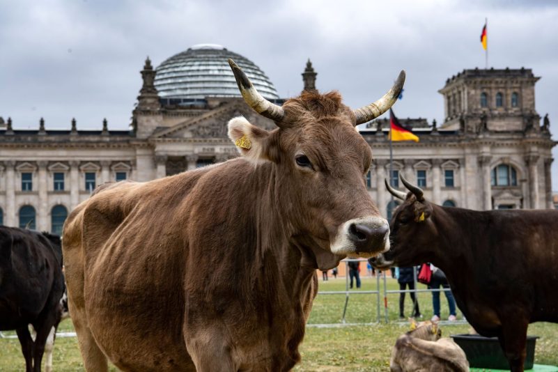 Protest-Aktion vor dem Reichstag. Immer weniger Rinder habe Zugang zu einer Weide.
