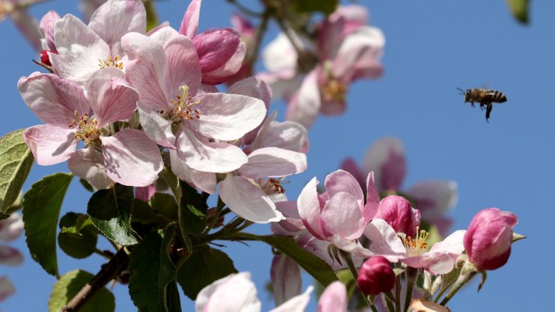 Eine Biene fliegt die Apfelblüten in Mecklenburg-Vorpommern an.