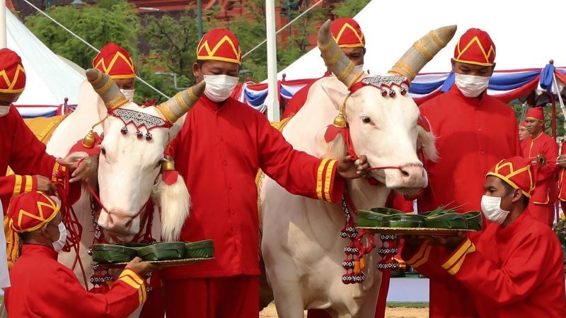 Thailändische Beamte in altertümlicher Kleidung präsentieren Ochsen während der königlichen Pflugzeremonie zwei Tabletts mit mit Lebensmitteln.