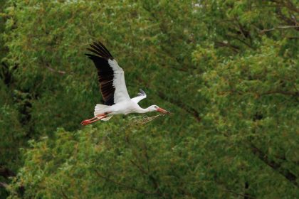 Storch als Beifahrer? Frau meldet skurrile Entdeckung