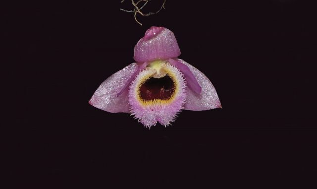 Rosa-gelb blüht die Mini-Orchidee Dendrobium fuscifaucium aus Laos.
