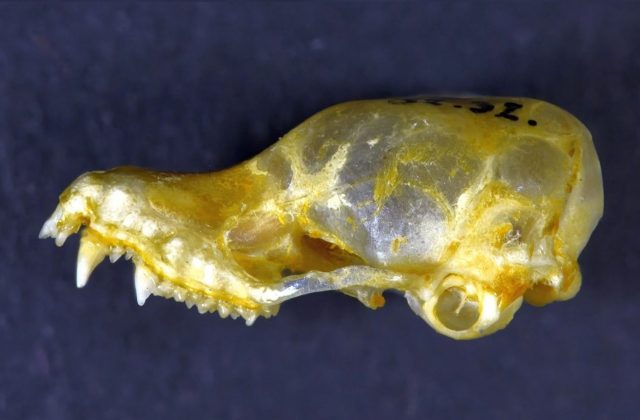 Der Schädel der Mausohrfledermaus (Myotis Hayesi) wurde in Kambodscha gefunden.