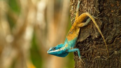 380 Tier- und Pflanzenarten entdeckt – Steuermilliarden für Artenschutz