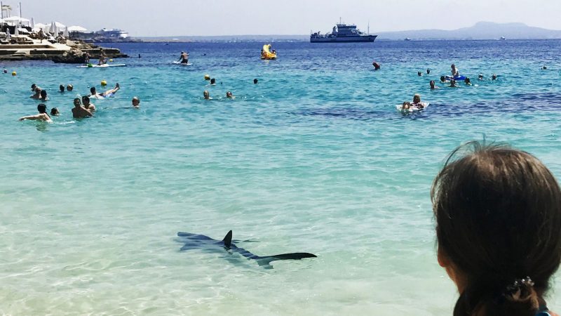 Ein Hai schwimmt durch flaches Wasser auf Mallorca und erschreckt Badegäste.