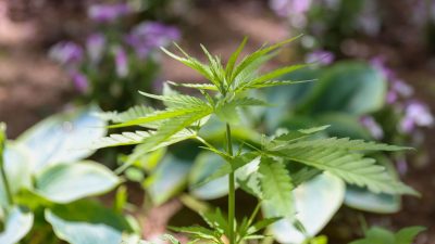 Erfurt: Unbekannte säen Cannabispflanzen entlang öffentlicher Straße aus