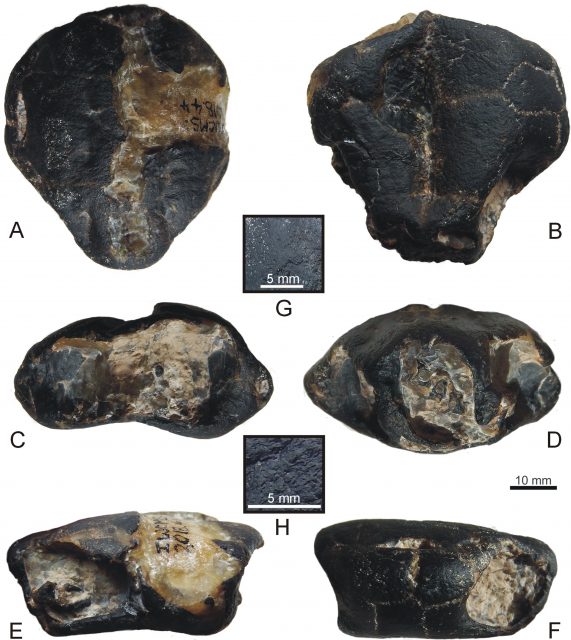Fossile Überreste der britischen Seitenhalsschildkröte
