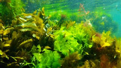 Mehr Salat in der Ostsee: Forscher entdecken zwanzig neue Algenarten