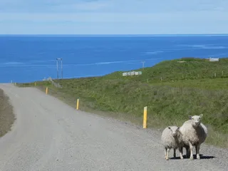 Grüne Wiesen, blauer Himmel, schwarze Lavastrände: Tierische Begegnungen auf den Strassen. Foto Lydia Roeber