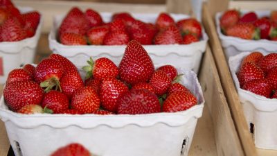 BUND warnt vor Pestizidbelastung bei Erdbeeren