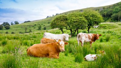 Irland: Töten für die Klimapolitik? 200.000 Milchkühe auf der Abschussliste