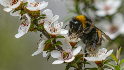 Manuka-Honig: 100 Mal antibakterieller als andere Honigsorten
