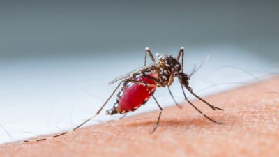 Gesundheitswarnung wegen Malaria in zwei US-Bundesstaaten