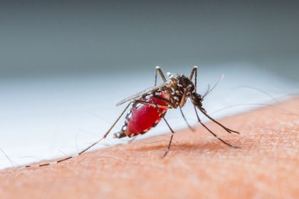 Gesundheitswarnung wegen Malaria in zwei US-Bundesstaaten