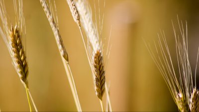 Einkorn, Emmer, Dinkel: Studie findet große Unterschiede bei Proteinen in Getreide