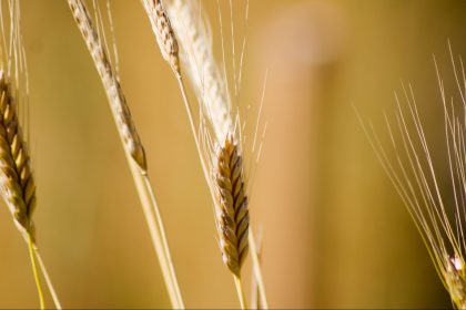 Einkorn, Emmer, Dinkel: Studie findet große Unterschiede bei Proteinen in Getreide