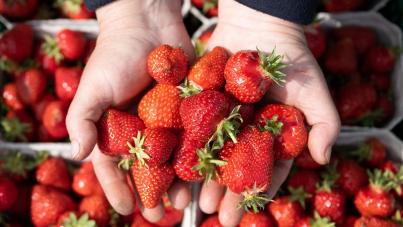 Die Erdbeersaison ist im vollen Gange. Woher sind die Erdbeeren, die Discounter und Supermärkte in Deutschland anbieten?