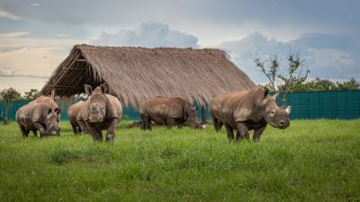 Umsiedlung: Breitmaulnashörner kehren in den Kongo zurück