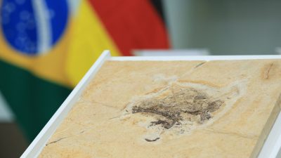 Dino-Fossil offiziell an Brasilien zurückgegeben