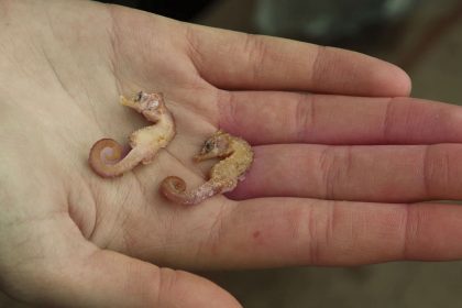 Seltene Seepferdchen an deutscher Nordseeküste gefunden