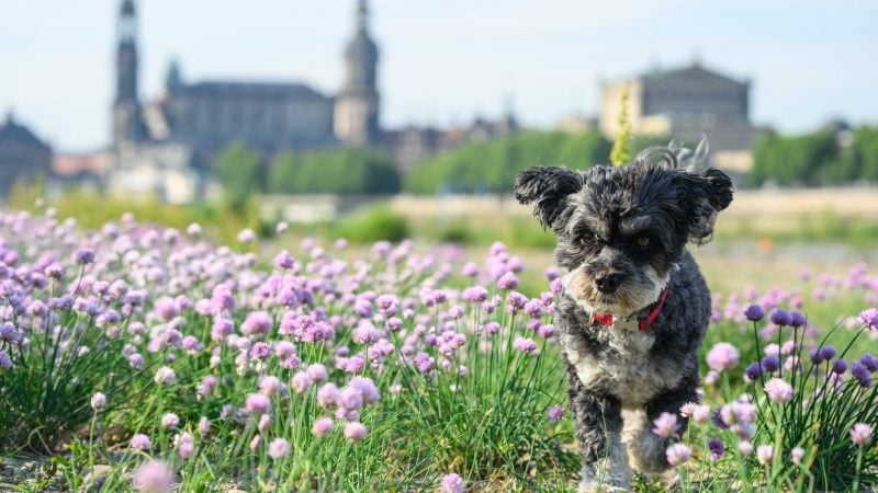 Vor der Altstadtkulisse in Dresden: Bolonka-Hündin Rosi tollt am Elbufer durch den wilden Schnittlauch.