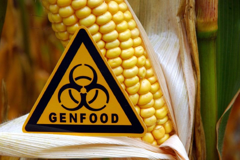 «Genfood»: Hinweis vor einem gentechnisch veränderten Maiskolben auf einem Feld.