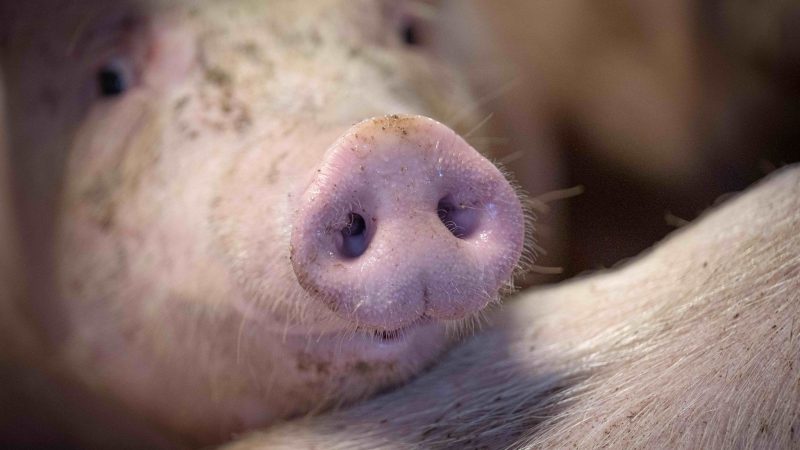 Das staatliche Tierhaltungslogo wird zunächst für Schweinefleich gelten.