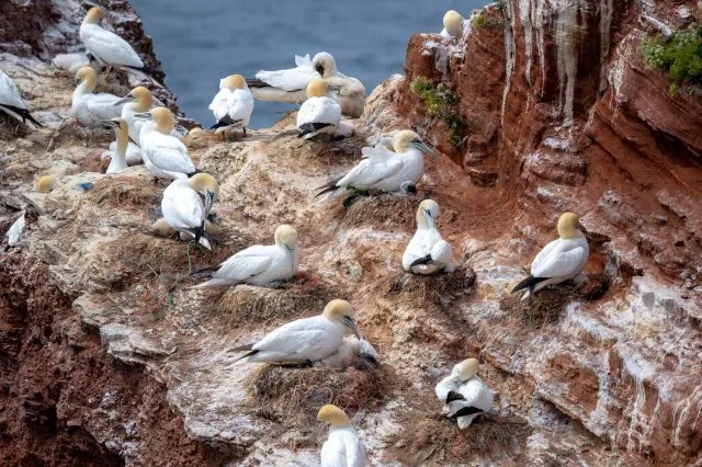 Brütende Basstölpel auf der Hochseeinsel Helgoland. Die grassierende Geflügelpest betrifft nun auch die dortige Basstölpelkolonie.