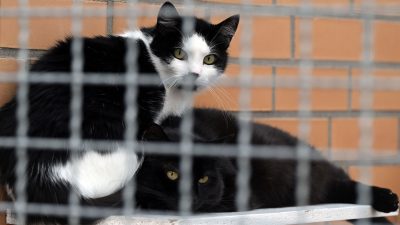Fast 160 Katzen in der Wohnung: Tierhaltungsverbot für Paar in Südfrankreich