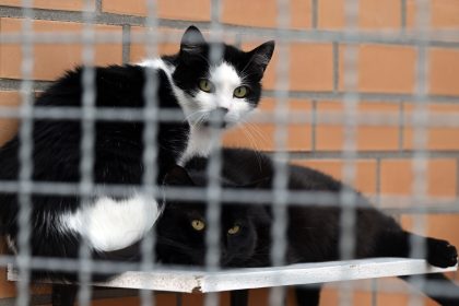 Fast 160 Katzen in der Wohnung: Tierhaltungsverbot für Paar in Südfrankreich