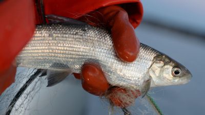 Drei Jahre Felchen-Fangverbot – zur Rettung des wichtigsten Bodensee-Speisefischs