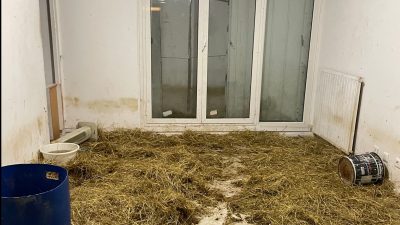 40 Schafe in Sozialwohnung in Nizza entdeckt