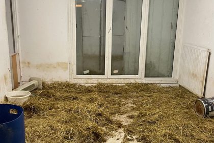 40 Schafe in Sozialwohnung in Nizza entdeckt