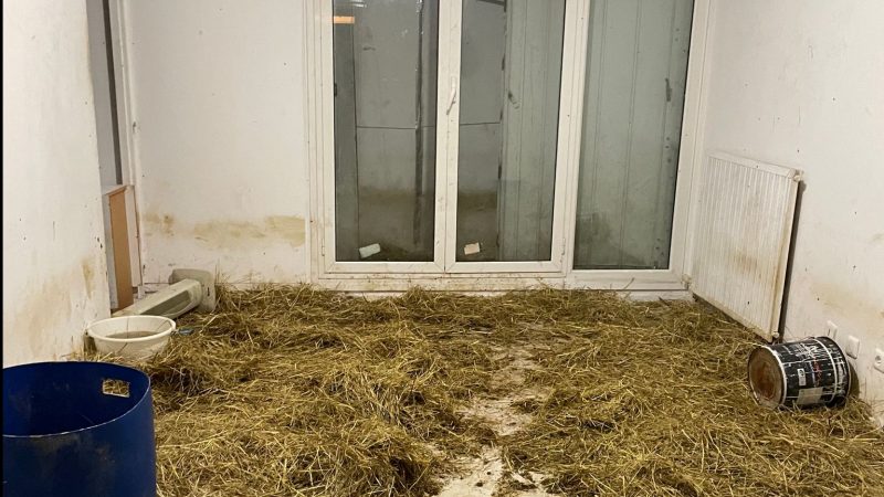 In dieser Sozialwohnung in Nizza sind 40 Schafe entdeckt worden.