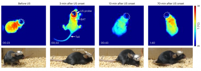 Wärmebilder einer Maus vor (links), während (mitte) und nach dem künstlichen Winterschlaf. Unten Bilder des Tieres mit Ultraschall-Helm.