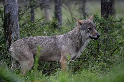 Erster Wolfsangriff auf Mensch in den Niederlanden – Schäfer im Krankenhaus