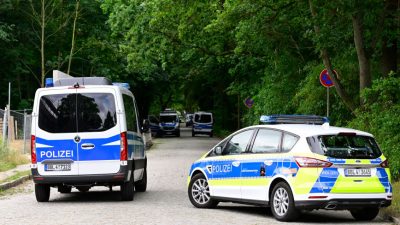 Polizei bestätigt Sichtung – Löwin im Süden von Berlin: Wie soll man sich verhalten?