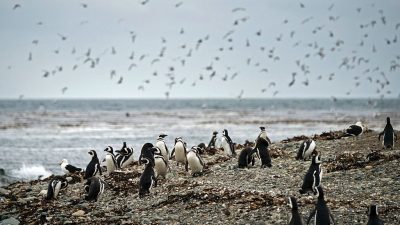Zu jung für den Ozean? Viele tote Pinguine an Uruguays Küsten gefunden