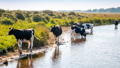 Niederländische Insel widerlegt Green Deal: Weniger Kühe, mehr Stickstoffemissionen