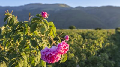Bulgarien gewinnt Rosenöl-Krieg gegen EU-Kommission