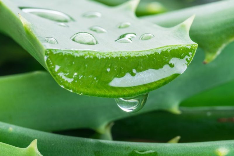 Aloe vera