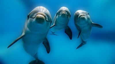 Delfine in der Adria: Ungewöhnlich freundlich zu Menschen