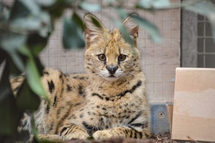 Raubkatze in Bad Kreuznach ausgebüxt