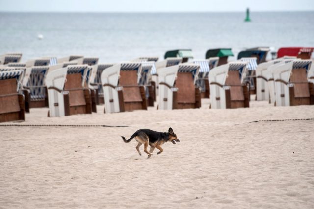 Ein Schäferhund läuft bei regnerischem Wetter vor verschlossenen Strandkörben am Strand von Warnemünde entlang.