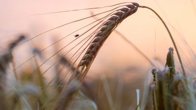 Deutsche Bauern sorgen sich um Preisverfall durch ukrainisches Getreide