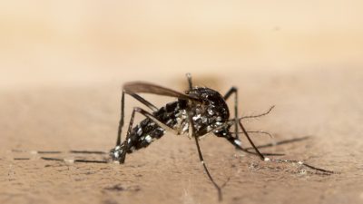 Eine Asiatische Tigermücke. Infektionskrankheiten werden aus Sicht von Infektiologen allein durch die Klimakrise in den kommenden Jahrzehnten deutlich zunehmen.