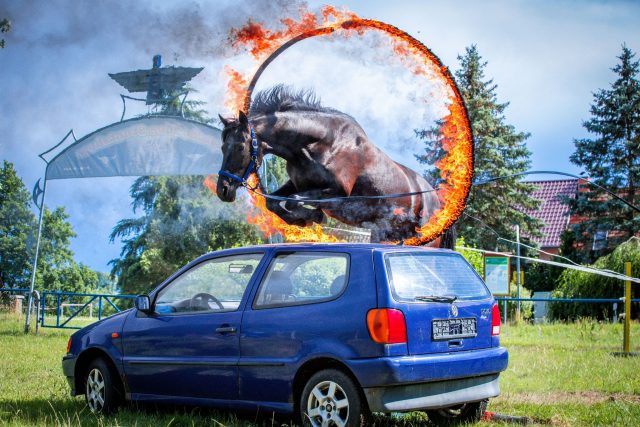Sprung durchs Feuer: Weder die Flammen noch das Auto sind für das Pferd von Show-Reiter Kring beim Training für die mittlerweile 30. Apachen-Live-Show in Mecklenburg-Vorpommern ein Hindernis.