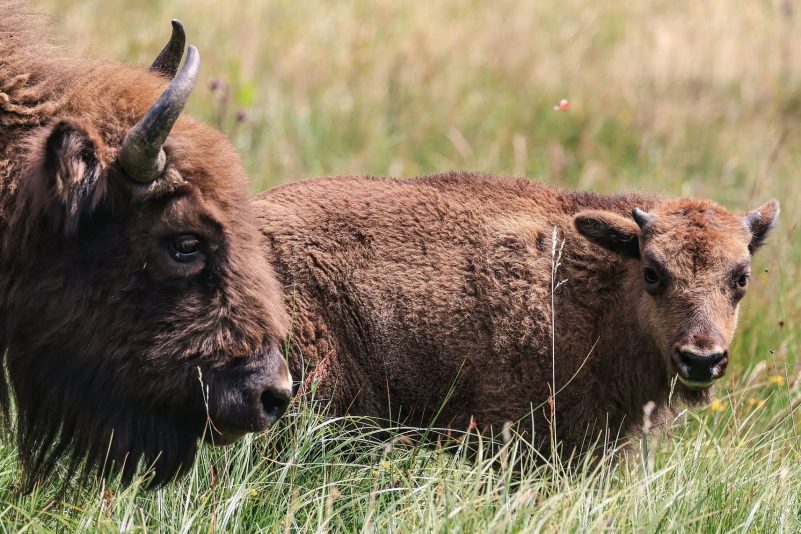Wisente stehen in der Wildnis im Sauerland auf einer Wiese.